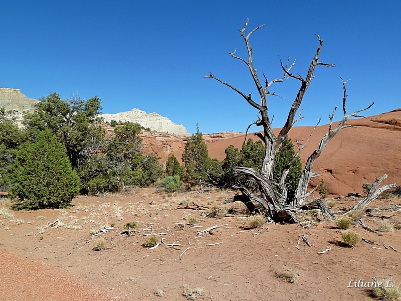 Nature trail