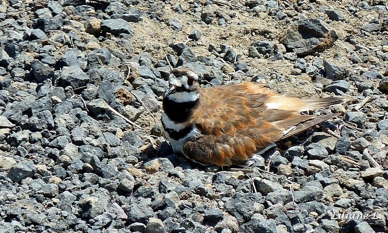 Lower Klamath Refuge