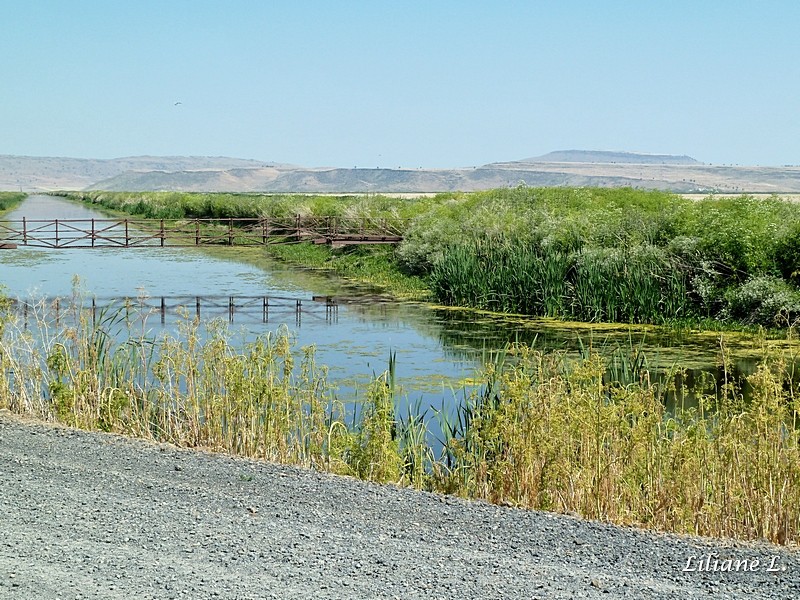 Lower Klamath Refuge