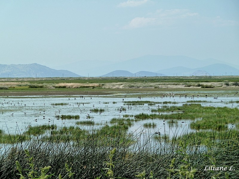 Lower Klamath Refuge