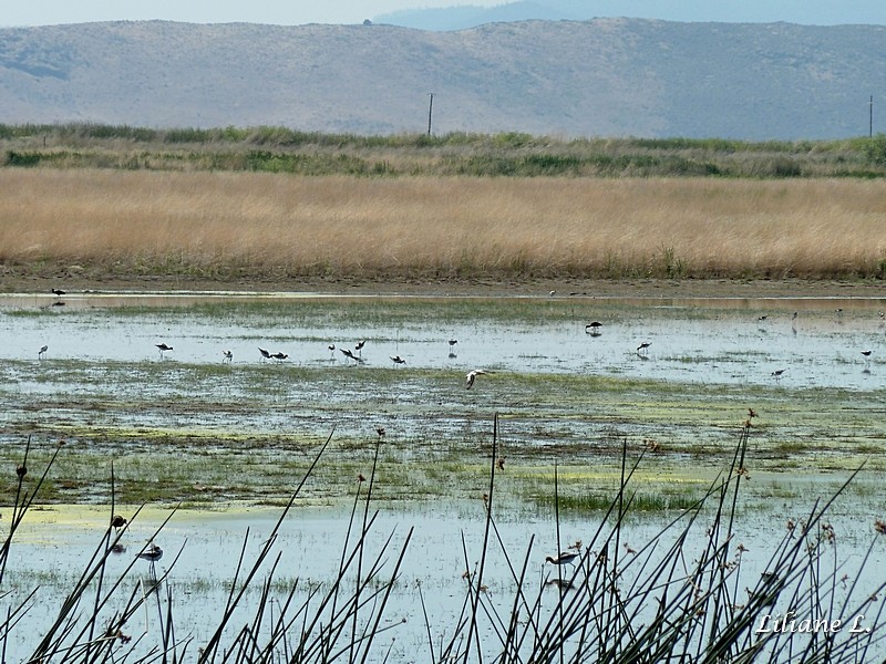 Lower Klamath Refuge