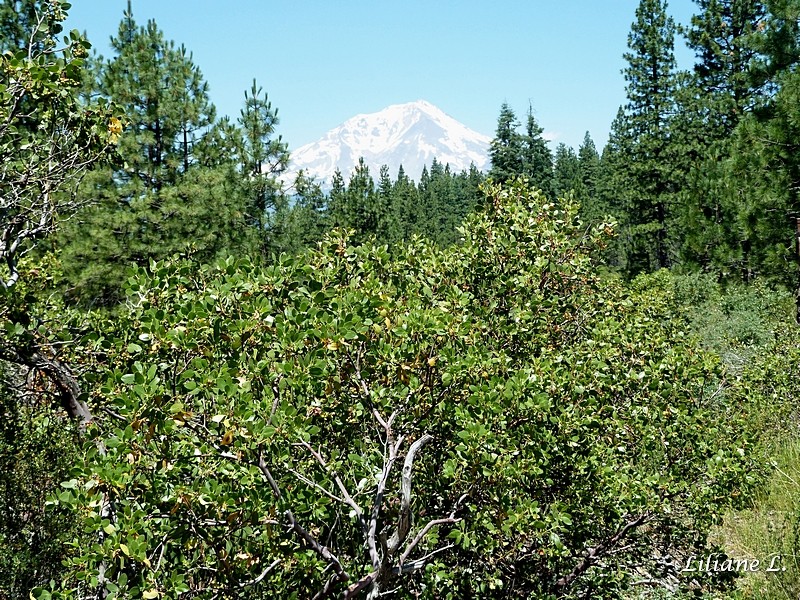 Mont Shasta