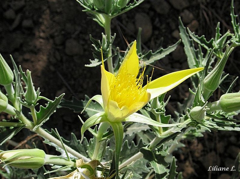 fleur jaune