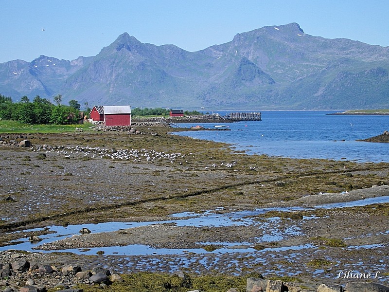 Lyngvaer