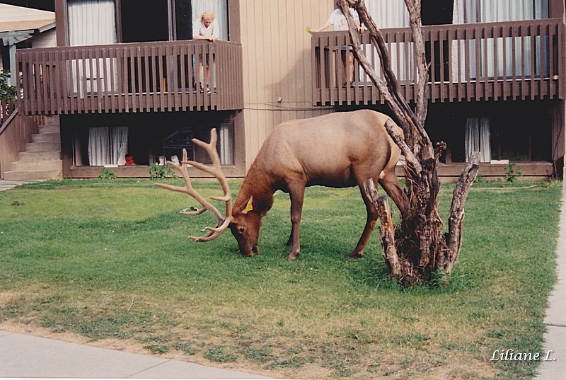 Banff