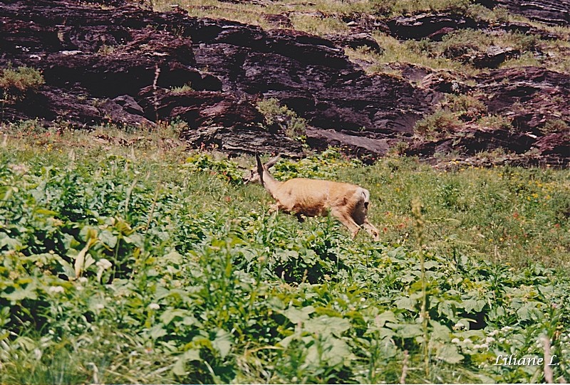 Glacier N.P.