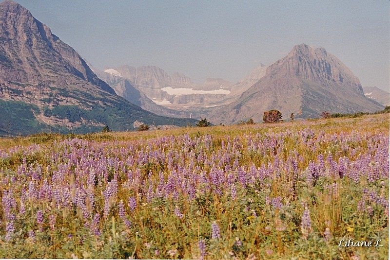 Glacier N.P.- Sherburne Lake