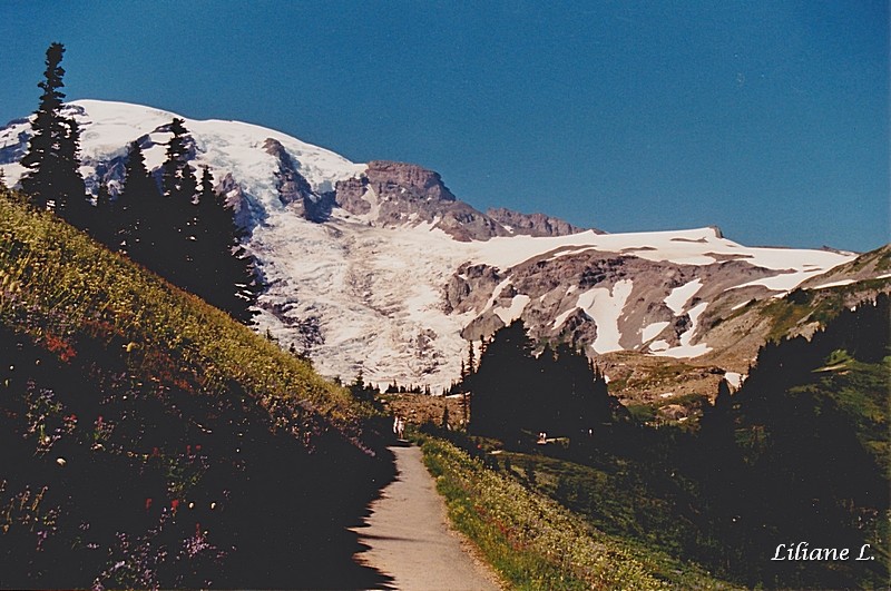 Mt Rainier vue de Alto Vista trail