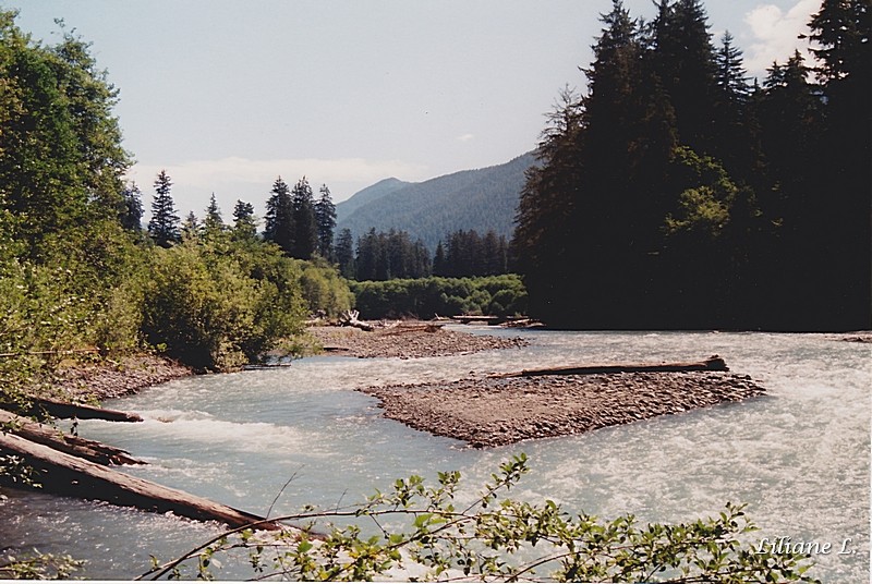 Olympic N.P. Hoh river trail