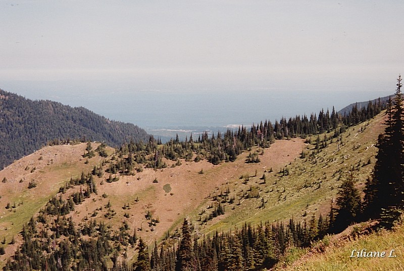 Olympic N.P. Hurricane Ridge