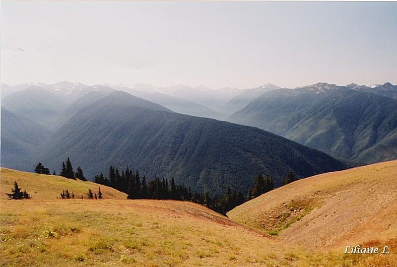 Olympic N.P. Hurricane Ridge_0001