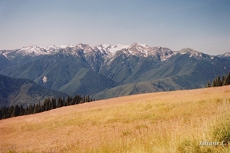 Olympic N.P. Hurricane Ridge_0002