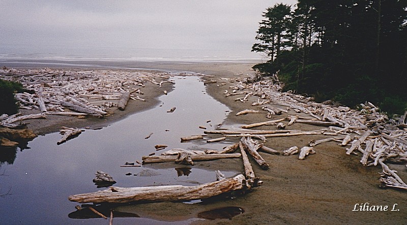 Olympic N.P. Ruby beach