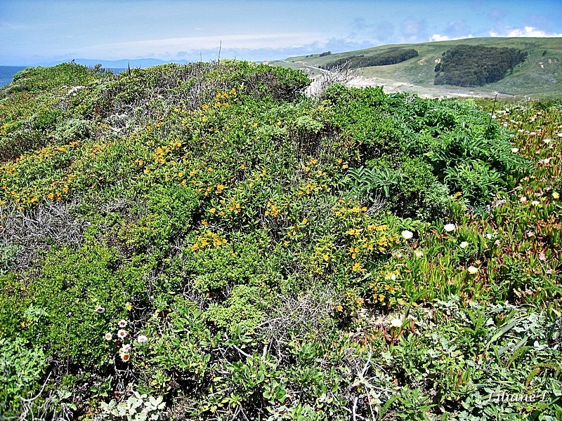 Pescadero Beach