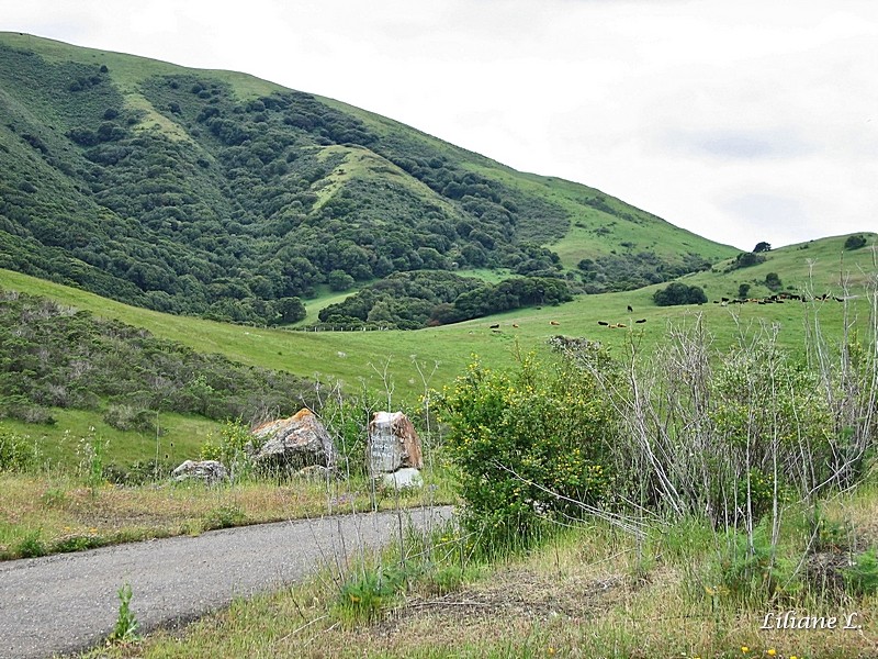 Sur la route de Nicasio Réservoir - Creek Roch Ranch