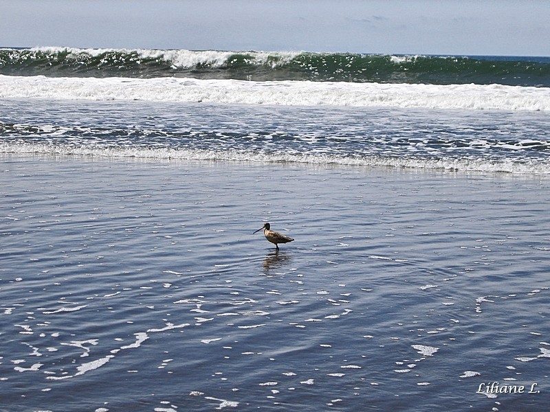 Stinson Beach