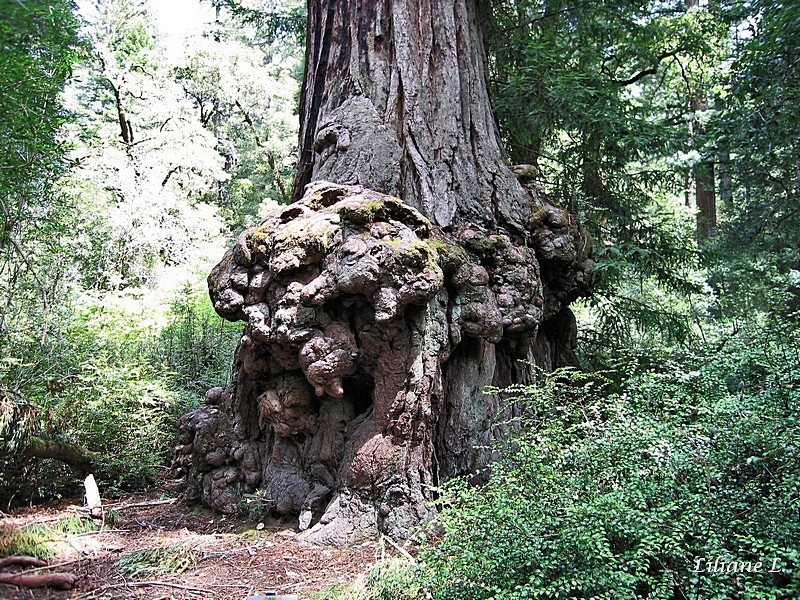 Big Basin Redwoods S.P