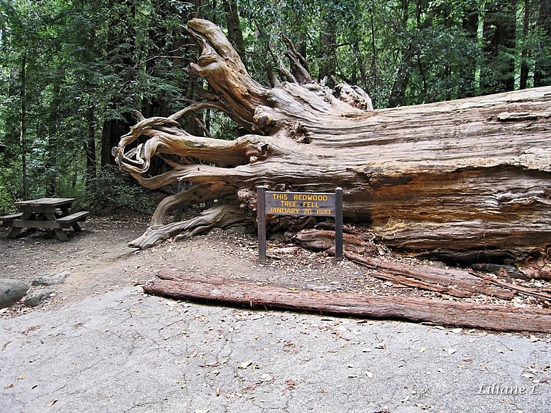 Big Basin Redwoods S.P - Redwood tree tombé en Janvier 1983