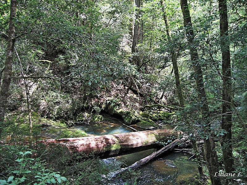 Big Basin Redwoods S.P