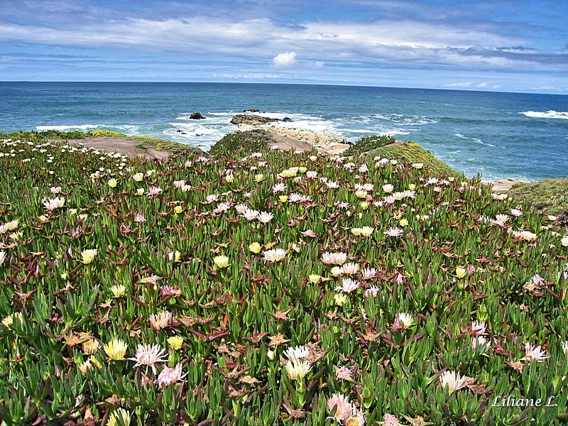 Pescadero Beach