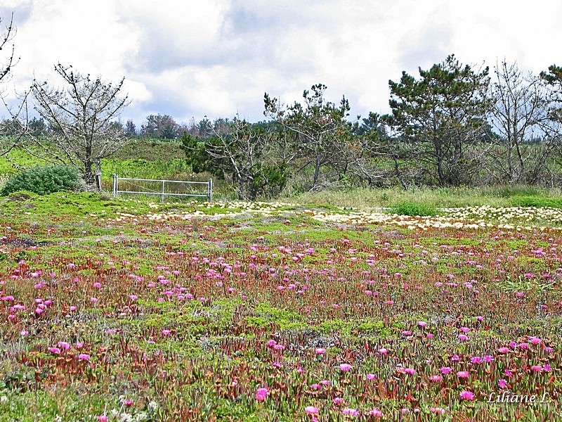 Pebble Beach