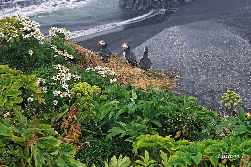 Isl-raw-333_DxO