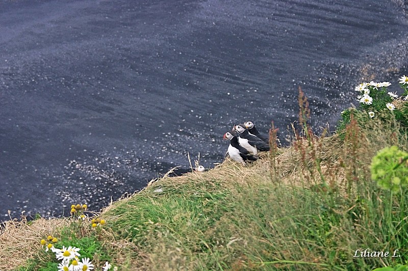Isl-raw-336_DxO