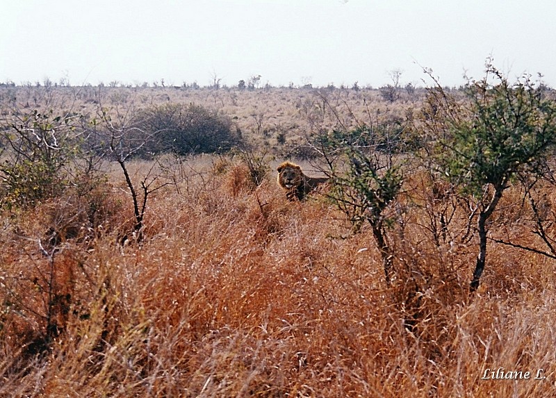 Entre LOwer Sabie et Crocodile bridge9-1