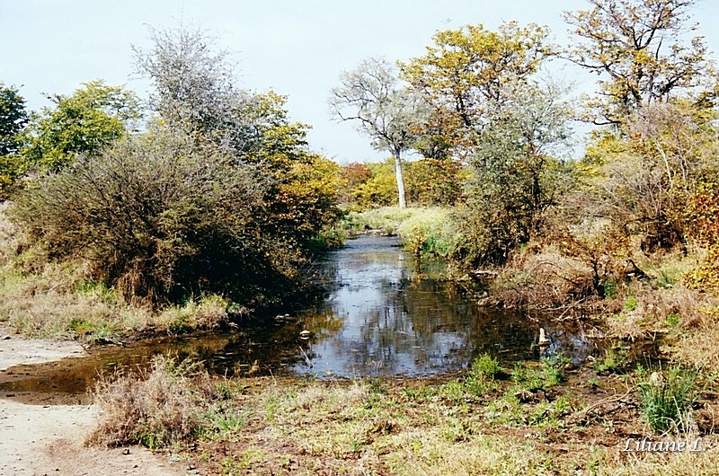 Entre Shingwedzi et Mopani2