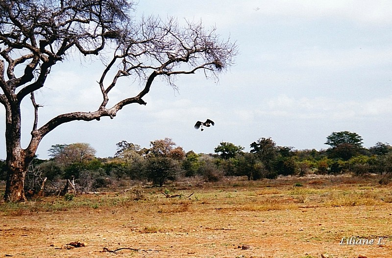 Entre Shingwedzi et Mopani3