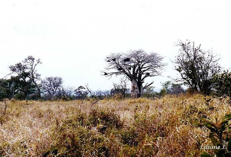 Entre Shingwedzi et Mopani5