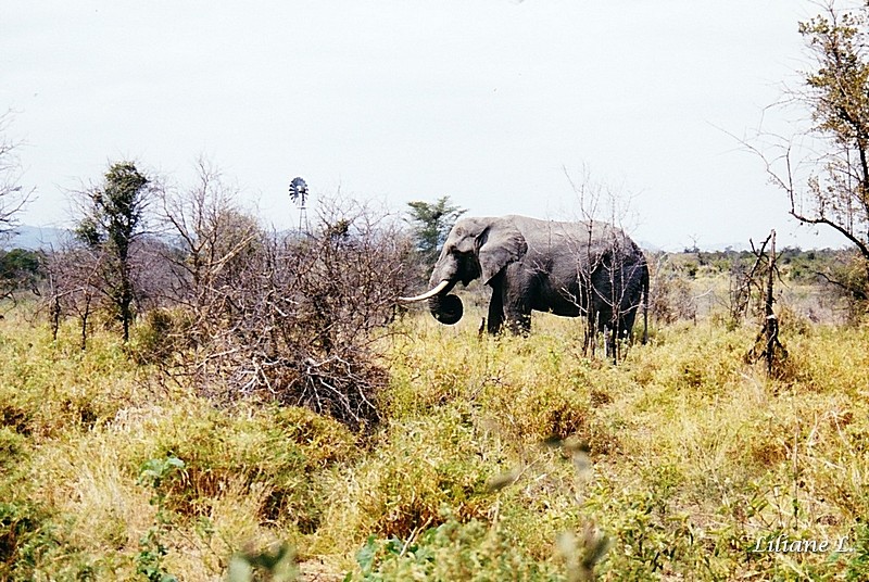 Entre Shingwedzi et Mopani6_0002