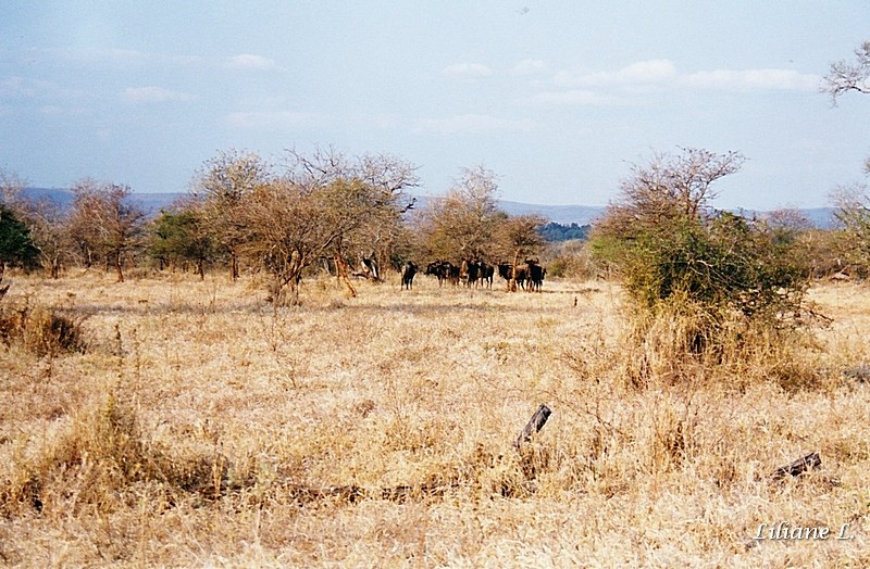 Entre crocodile Bridge et Olifants8