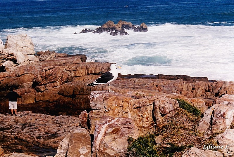 Hermanus