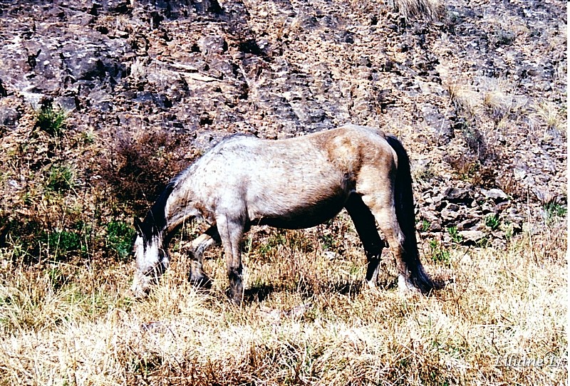 Kaapsehoop pass (2)