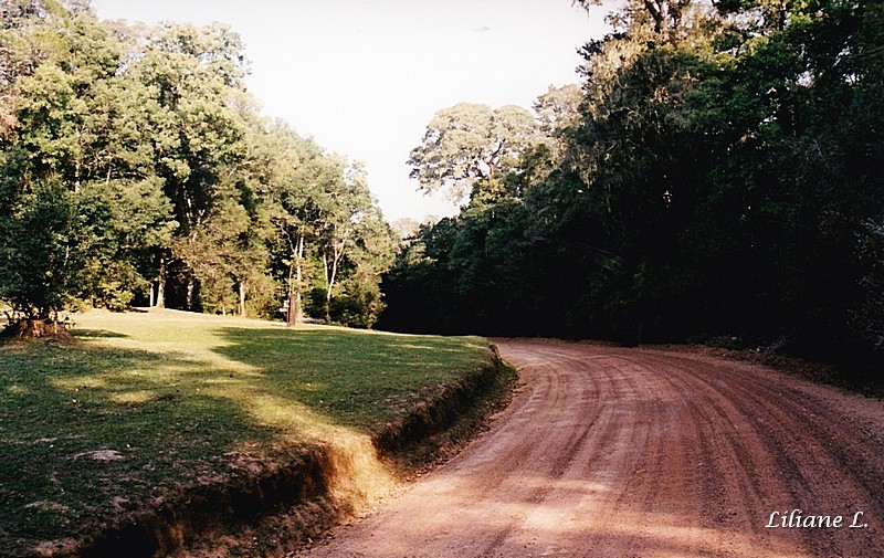 Knysna Gouna forest