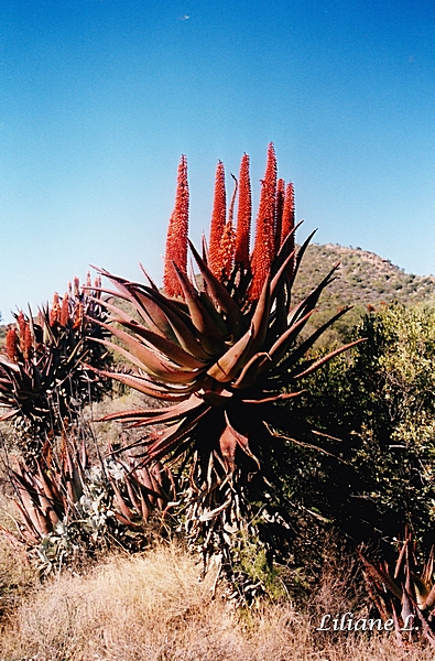 Route de Calitzdorp2