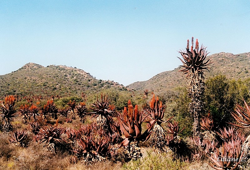 Route de Calitzdorp3