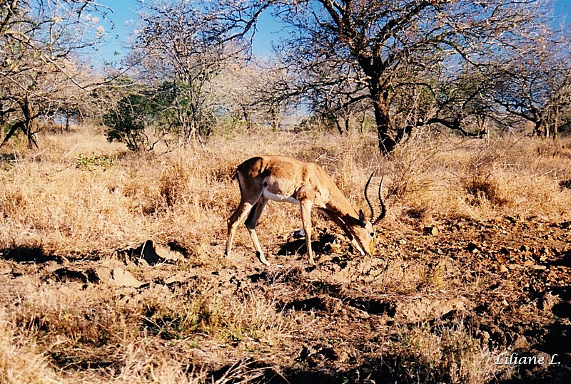 Umfolozi NP3