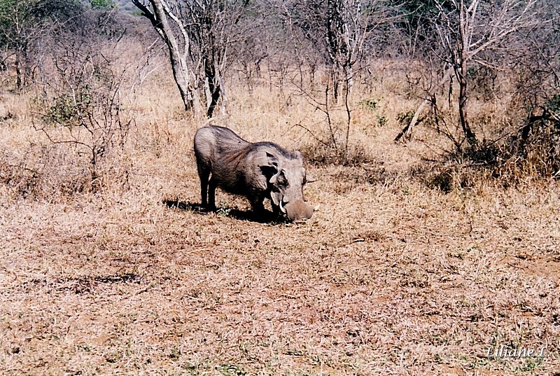 Umfolozi34