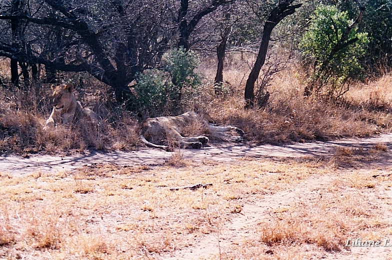 Umfolozi36