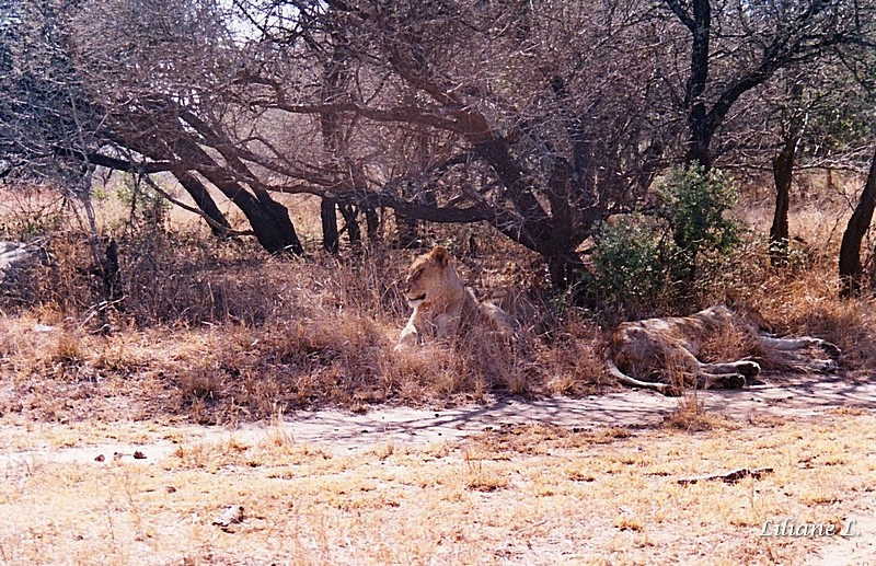 Umfolozi37_0001