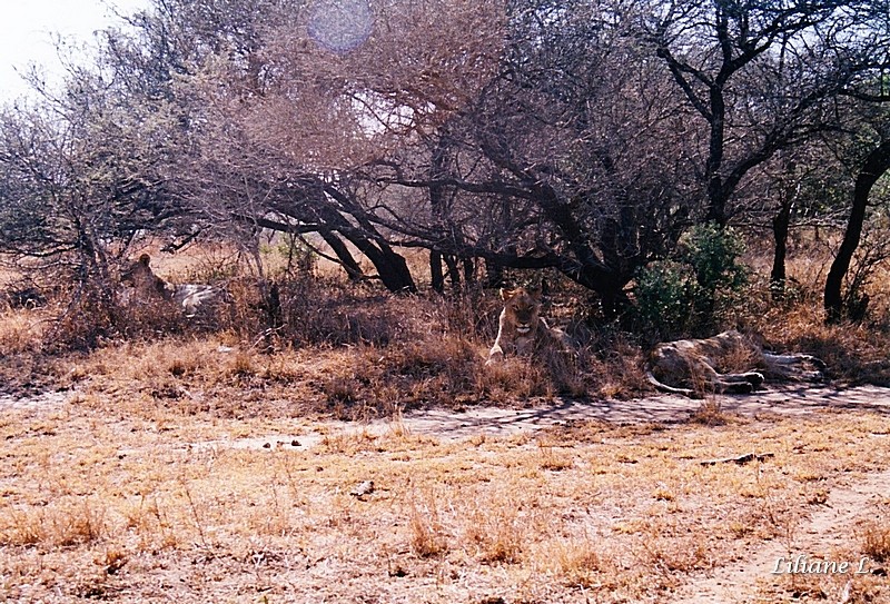 Umfolozi37_0002