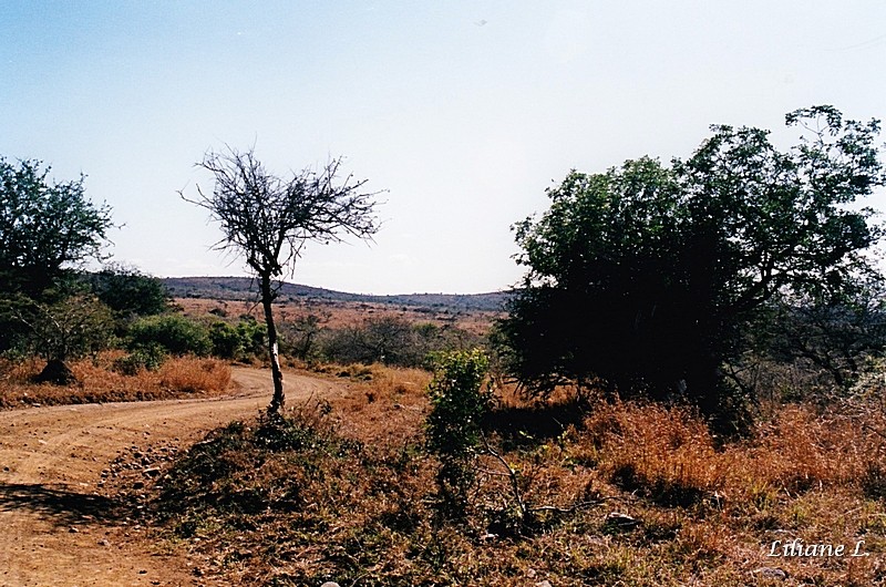 Umfolozi39