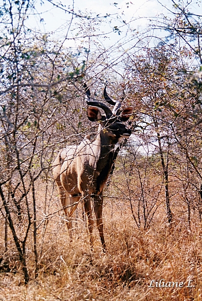 Umfolozi45