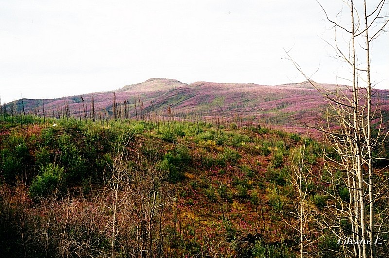 sur la Klondike Hwy en allant sur Whitehorse