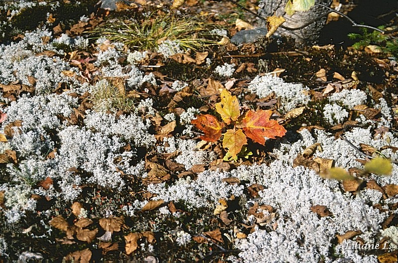 Parc National de la Mauricie - lichens près du Lac Ecarté