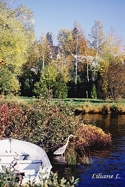 Saint Jean des Piles, un beau héron